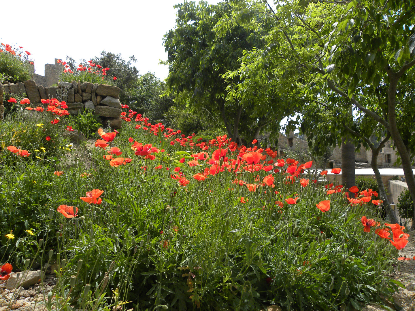 Klatschmohn trifft Sonnenstrahl