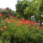 Klatschmohn trifft Sonnenstrahl