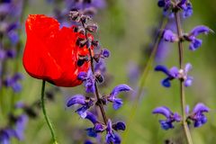 Klatschmohn trifft Wiesensalbei...