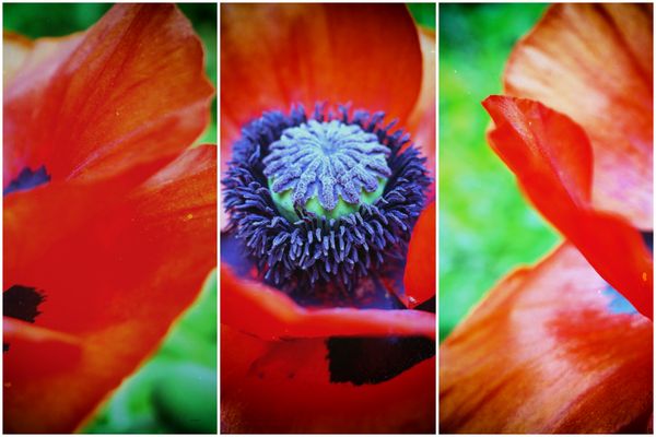 Klatschmohn Triptychon