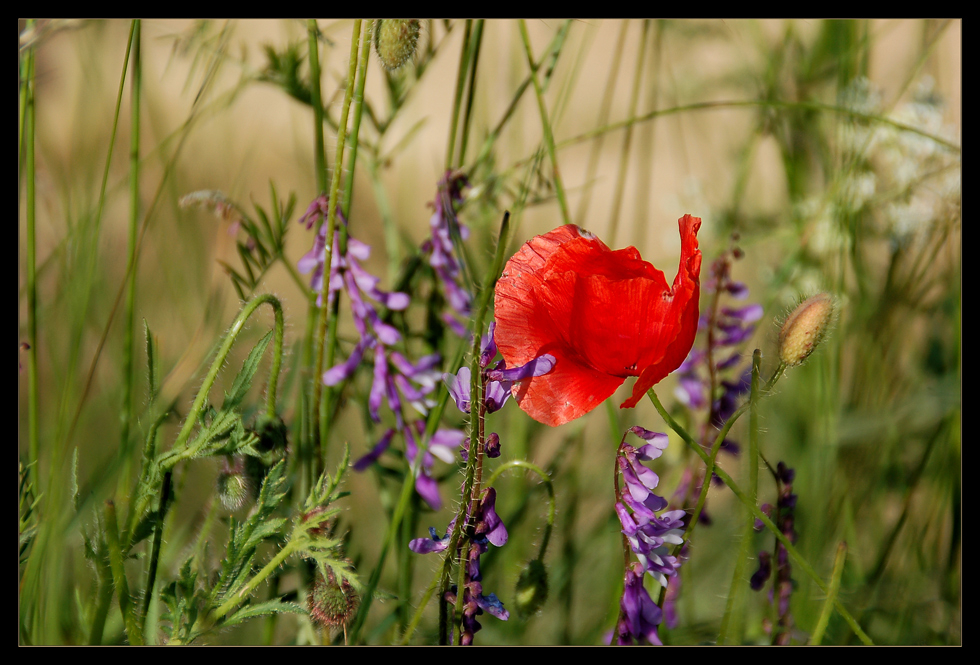 Klatschmohn und....??