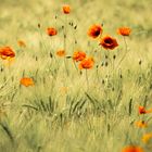 Klatschmohn und Gerste