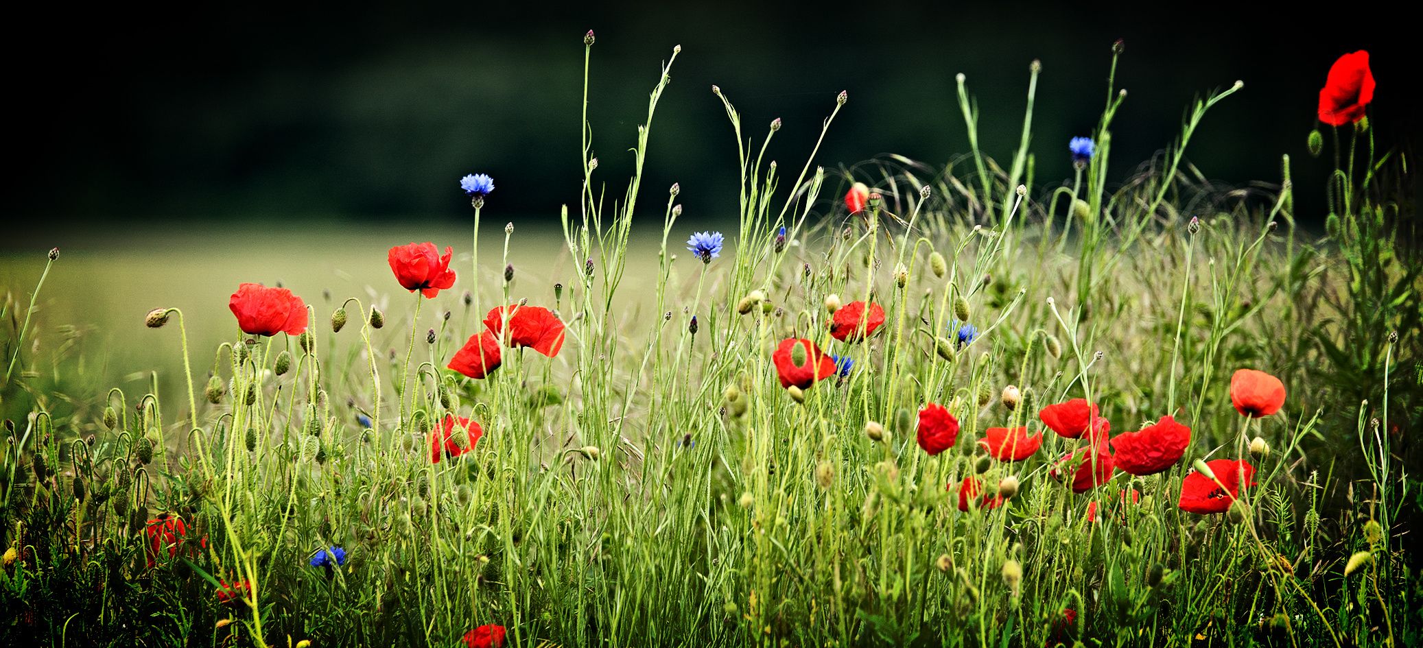 Klatschmohn und Kornblumen