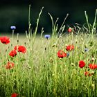 Klatschmohn und Kornblumen