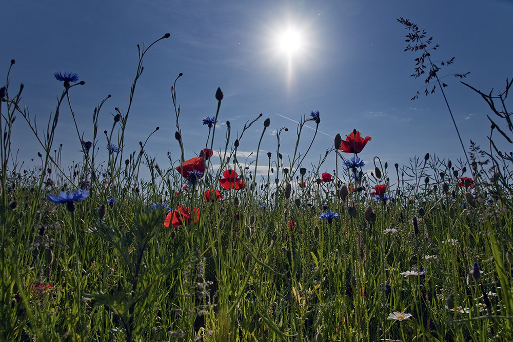 Klatschmohn und Kornblumen...