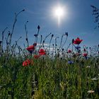 Klatschmohn und Kornblumen...