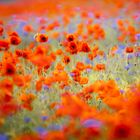 Klatschmohn und Kornblumen