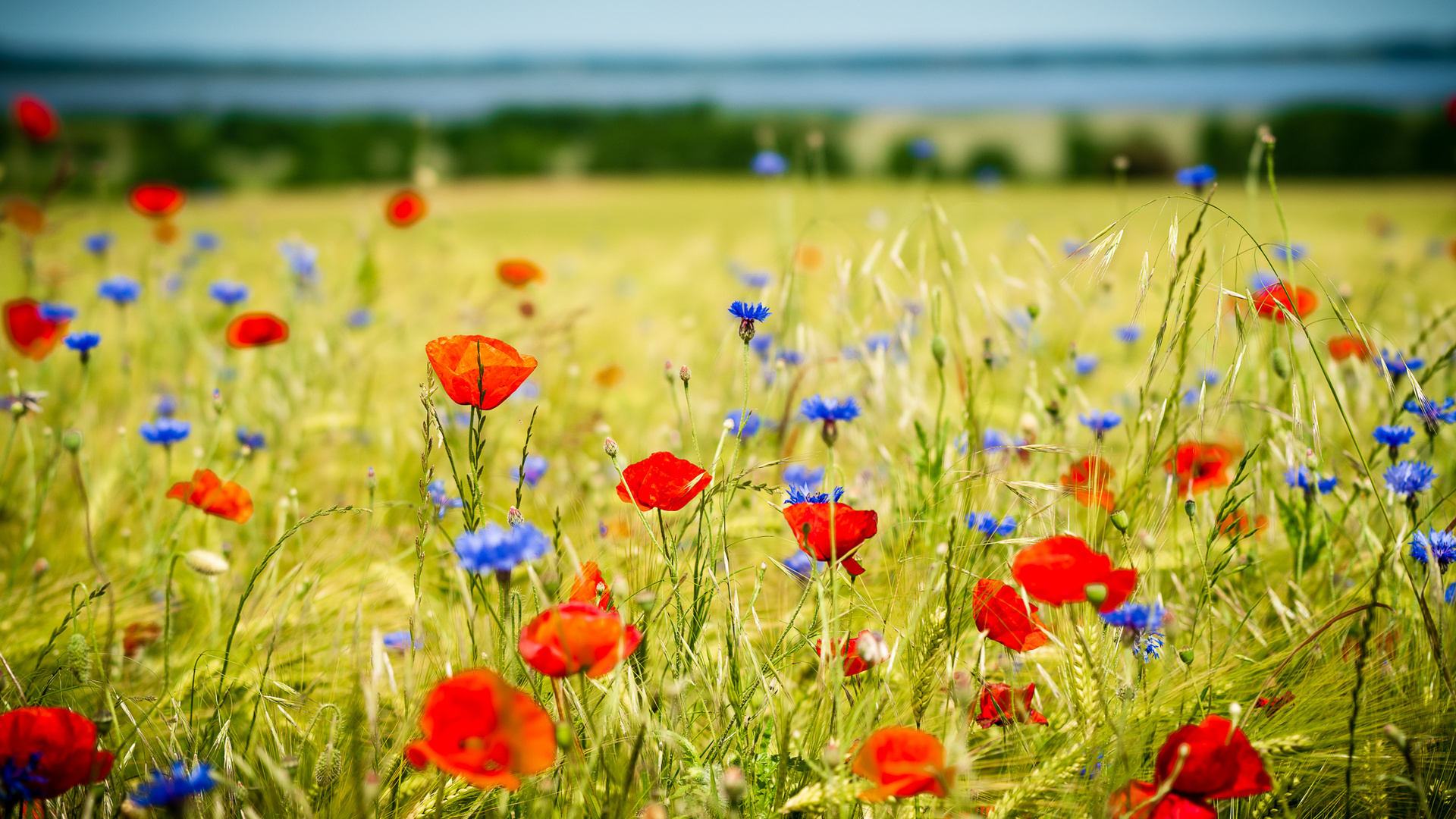 Klatschmohn und Kornblumen am Kummerower See