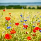 Klatschmohn und Kornblumen am Kummerower See