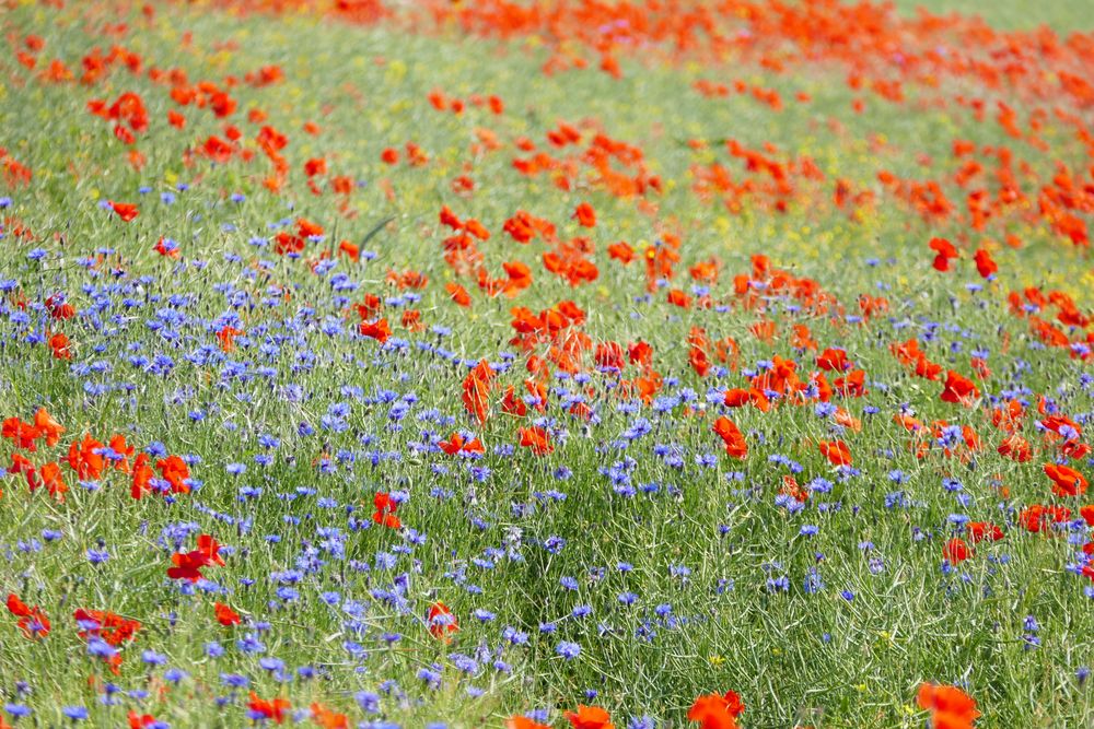 Klatschmohn und Kornblumen