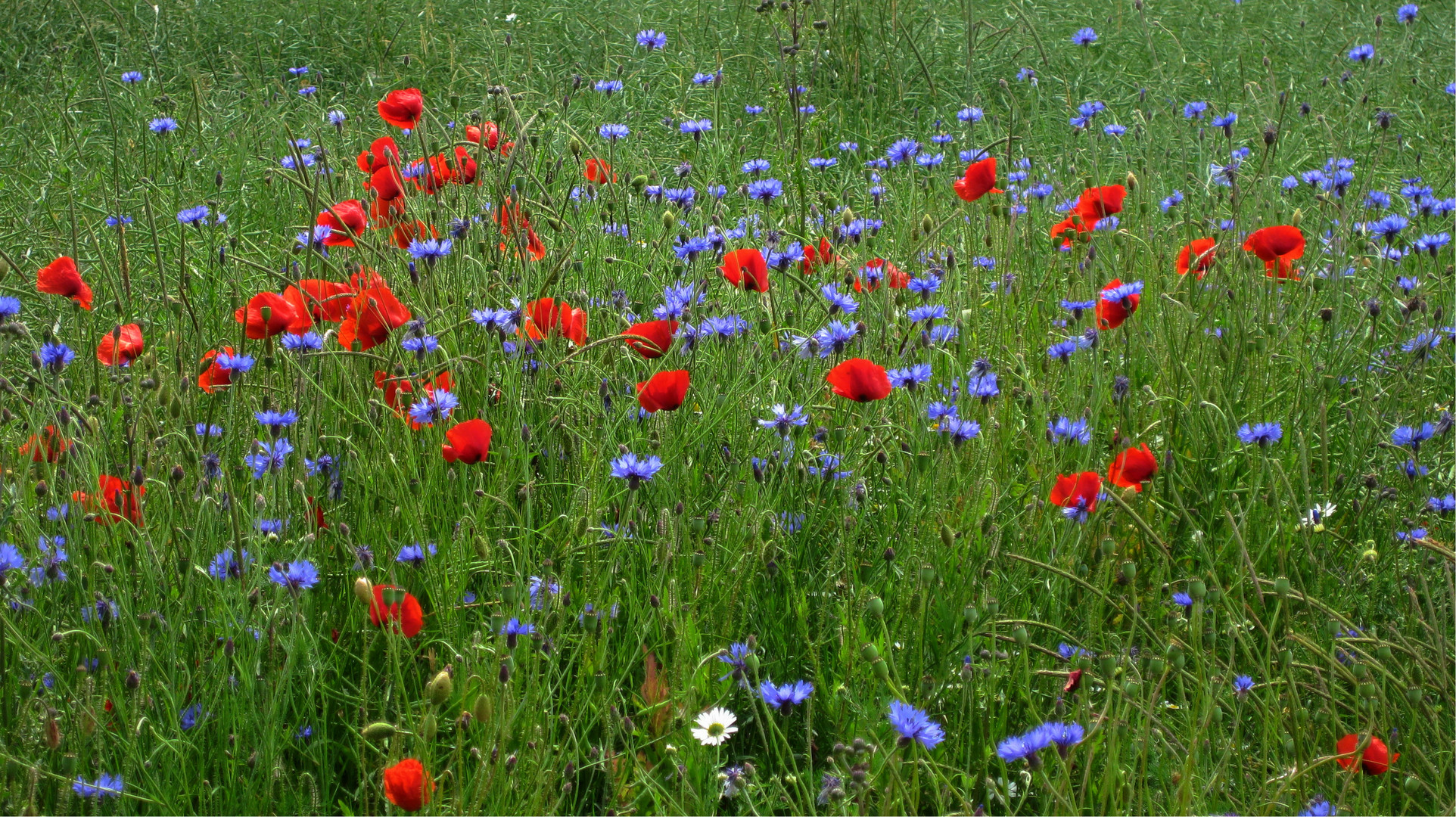 Klatschmohn und Kornblumen