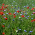 Klatschmohn und Kornblumen