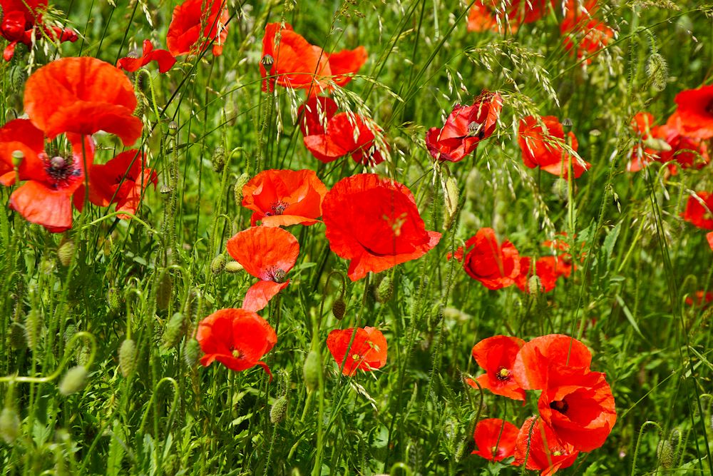 Klatschmohn und Rispengras wiegen sich im Wind