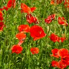 Klatschmohn und Rispengras wiegen sich im Wind