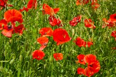 Klatschmohn und Rispengras wiegen sich im Wind