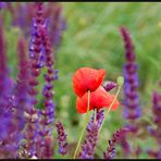 Klatschmohn und Salbei