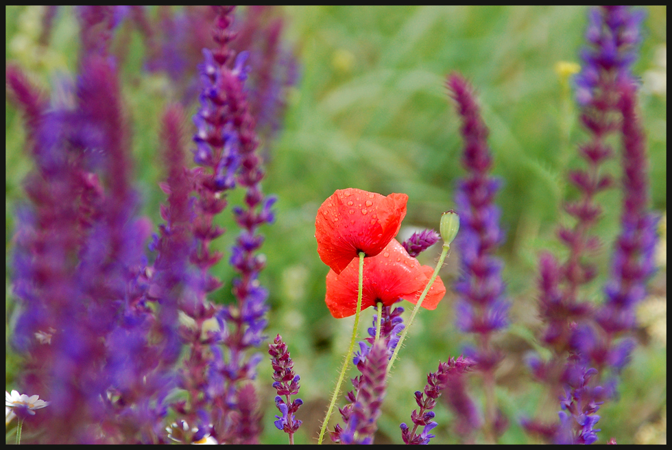 Klatschmohn und Salbei