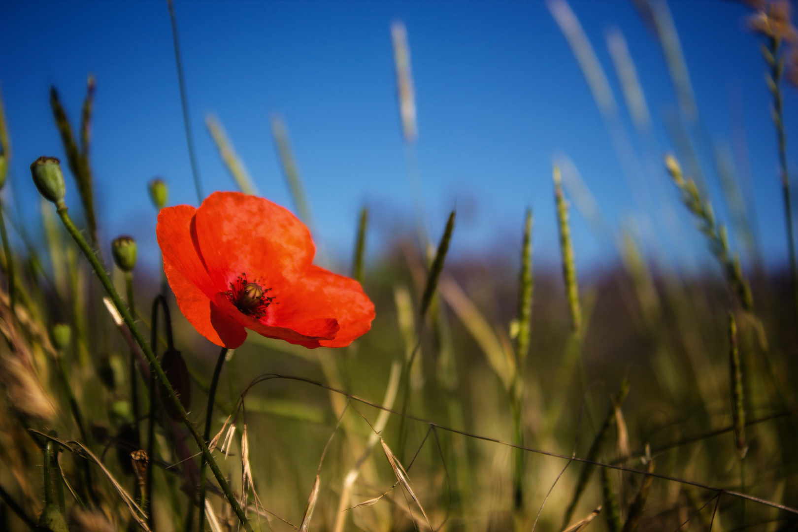 Klatschmohn unter blauem Himmel 