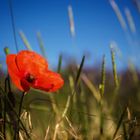 Klatschmohn unter blauem Himmel 