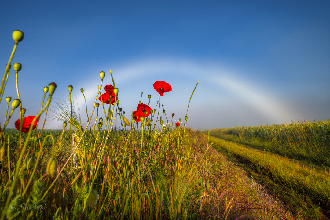 KLATSCHMOHN UNTERM NEBELBOGEN