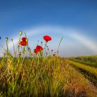 KLATSCHMOHN UNTERM NEBELBOGEN