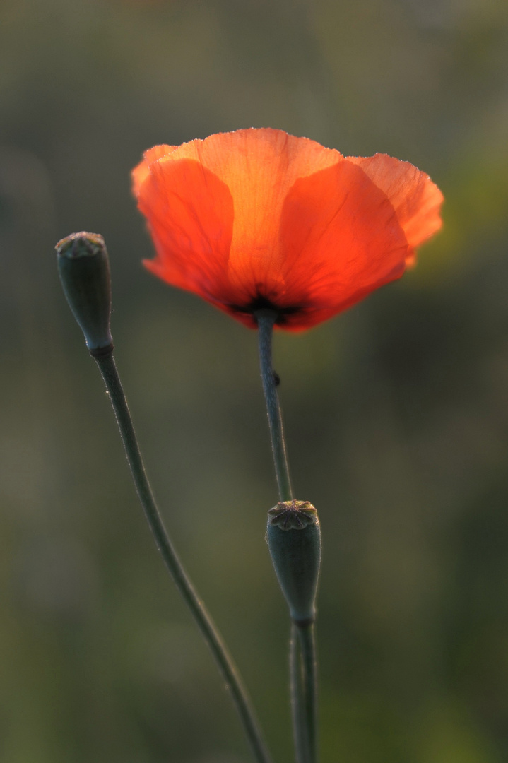  Klatschmohn V