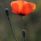  Klatschmohn V