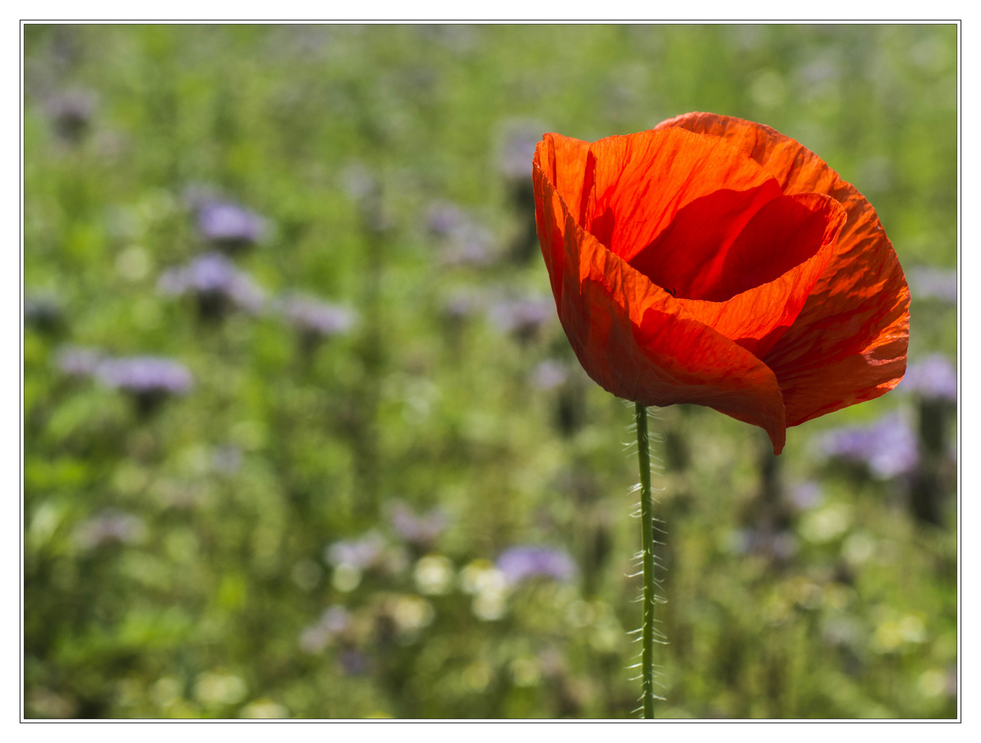 Klatschmohn V