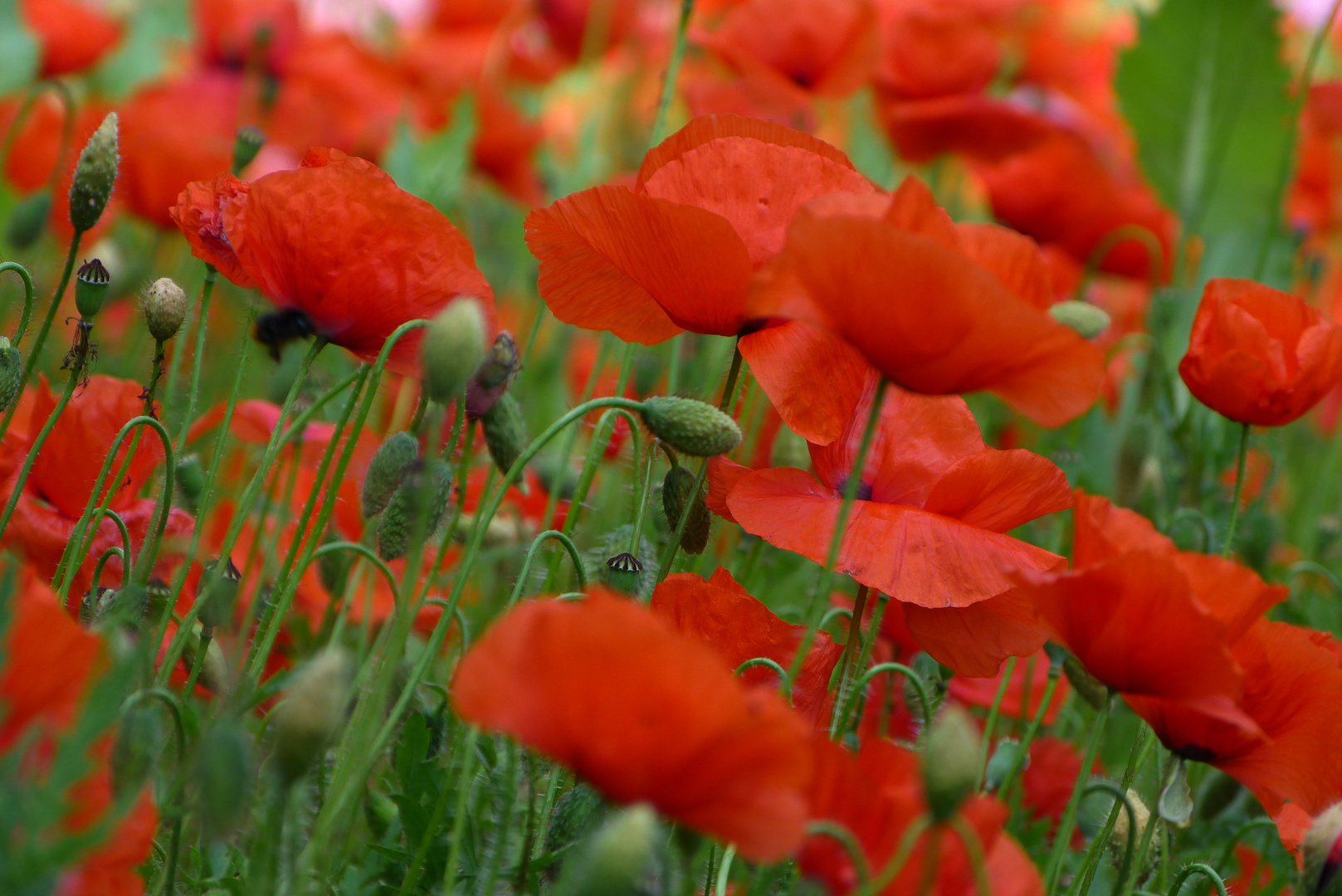 Klatschmohn (VI)