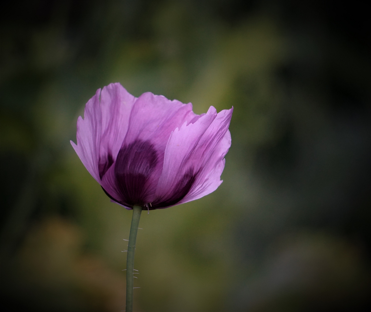 Klatschmohn violett