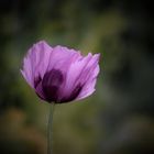 Klatschmohn violett