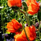 Klatschmohn von der Sonne verwöhnt .