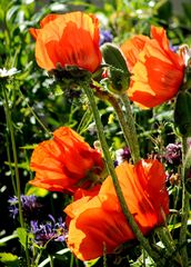 Klatschmohn von der Sonne verwöhnt .