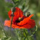 Klatschmohn von oben