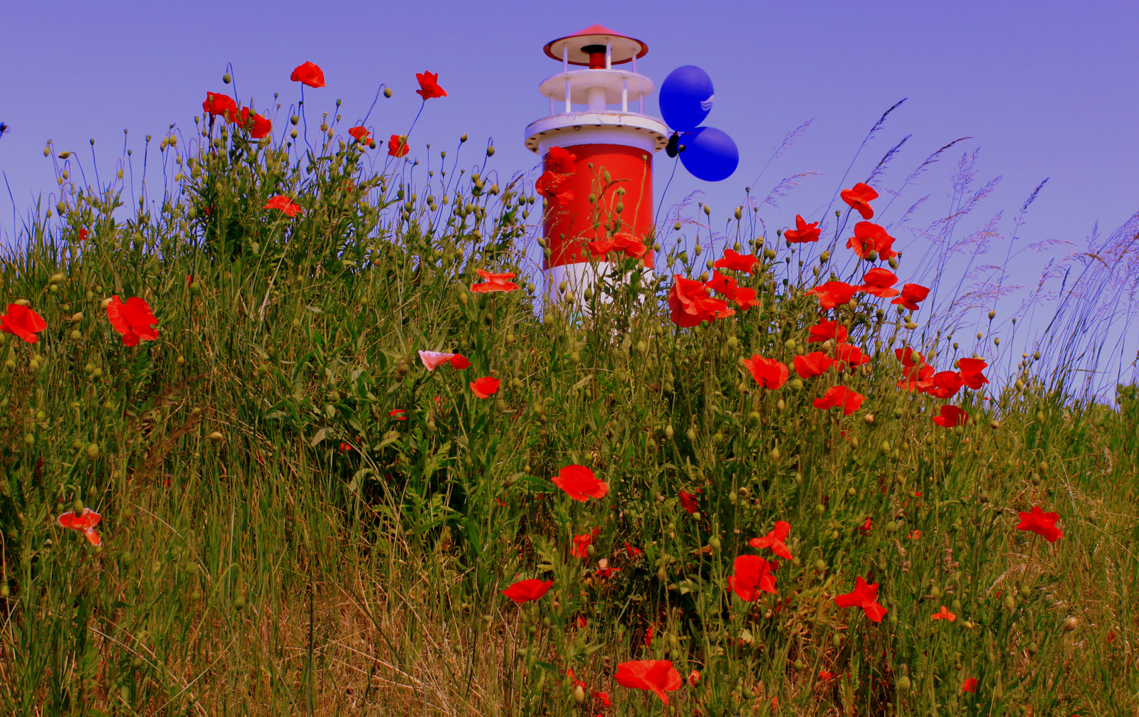 - Klatschmohn vor dem Leuchtturm-