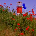 - Klatschmohn vor dem Leuchtturm-