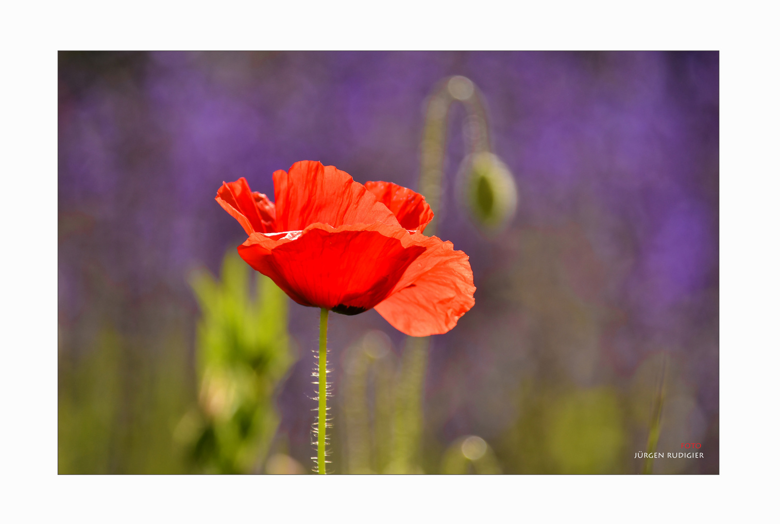 Klatschmohn vor Violett