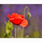 Klatschmohn vor Violett