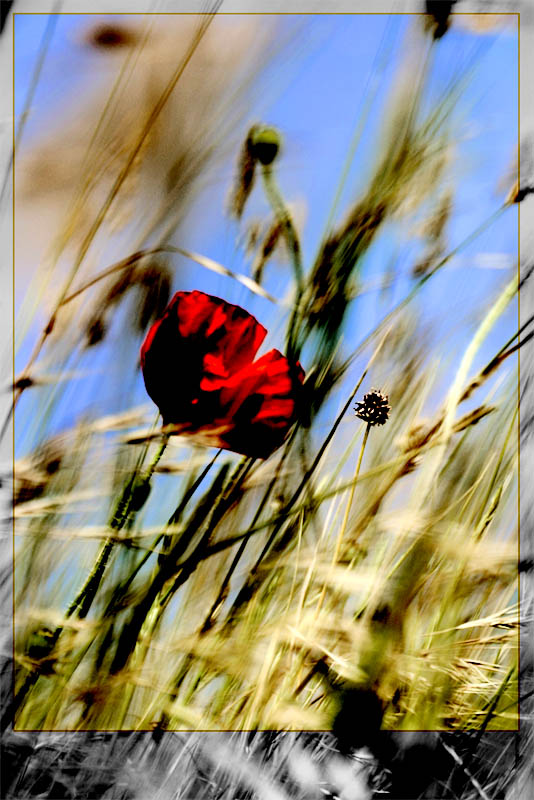 Klatschmohn (Was Rotes im Winter II)