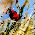 Klatschmohn (Was Rotes im Winter II)