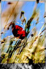 Klatschmohn (Was Rotes im Winter II)