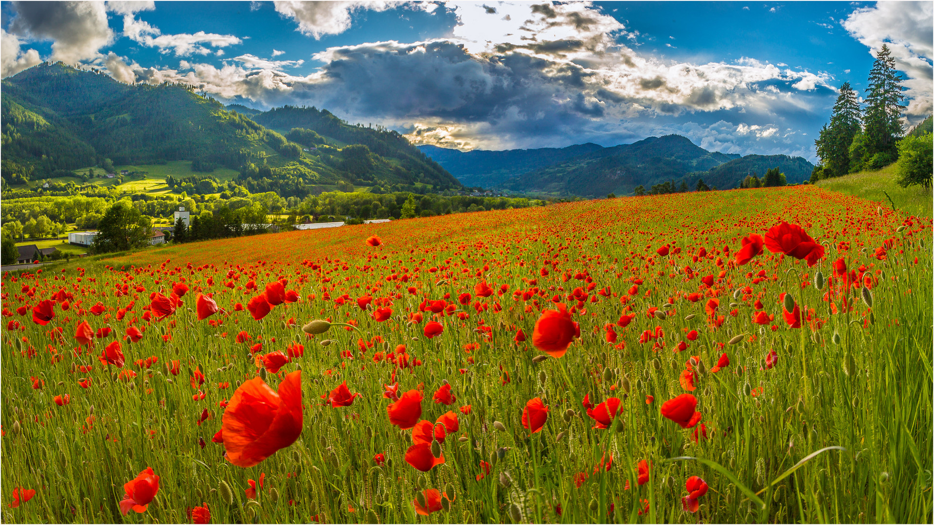 Klatschmohn-Wiese 