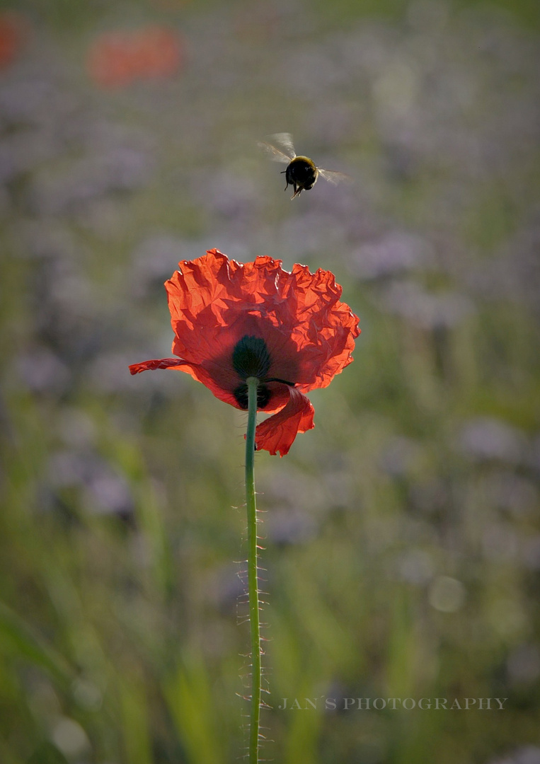 Klatschmohn XII