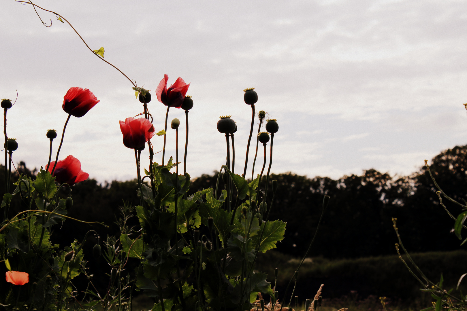 Klatschmohn zu später Stund