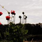 Klatschmohn zu später Stund