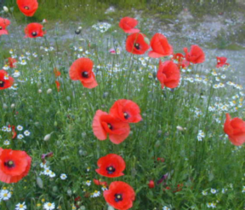 Klatschmohn zum Sommeranfang