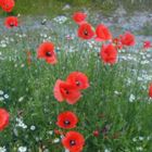 Klatschmohn zum Sommeranfang