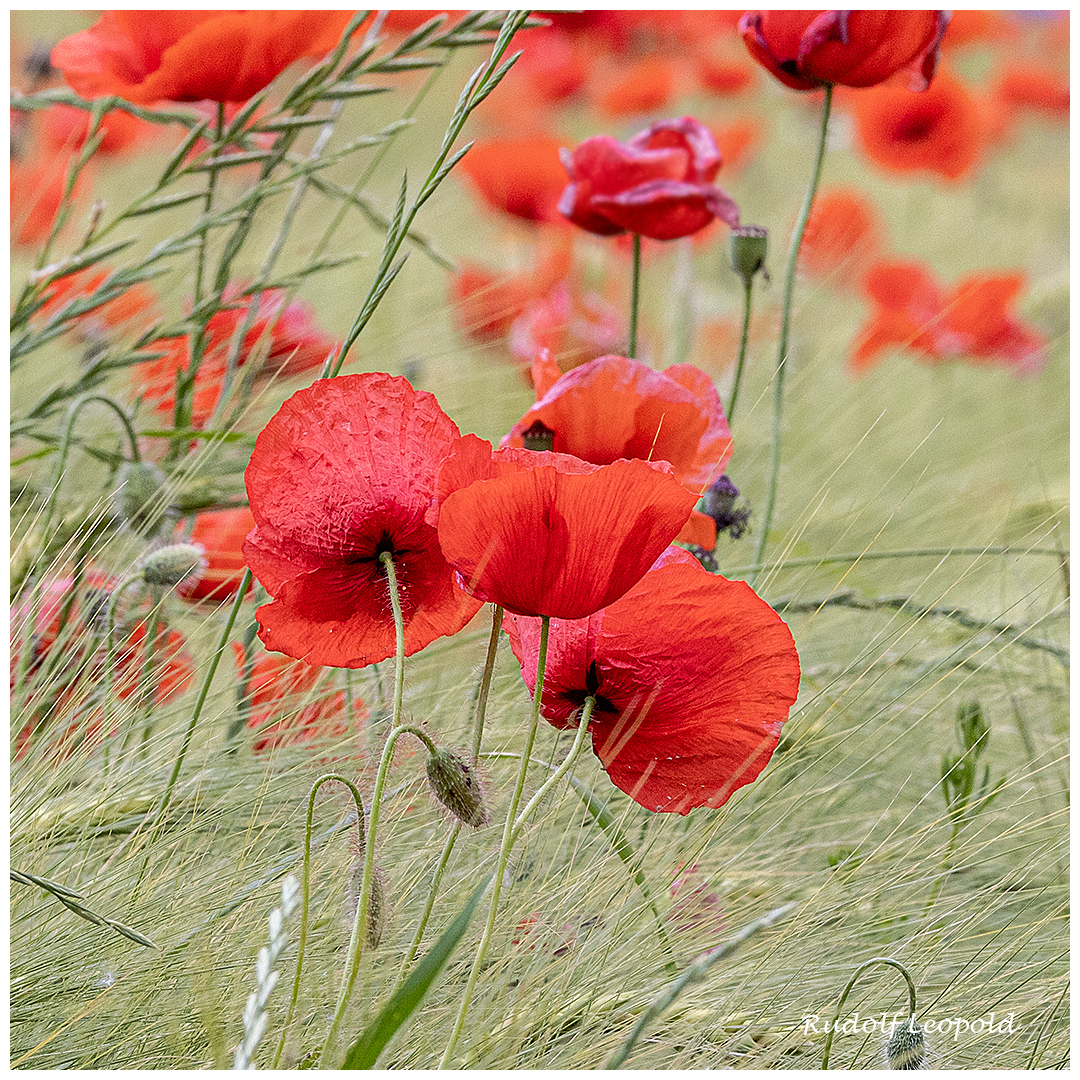 Klatschmohn zwischen Getreide