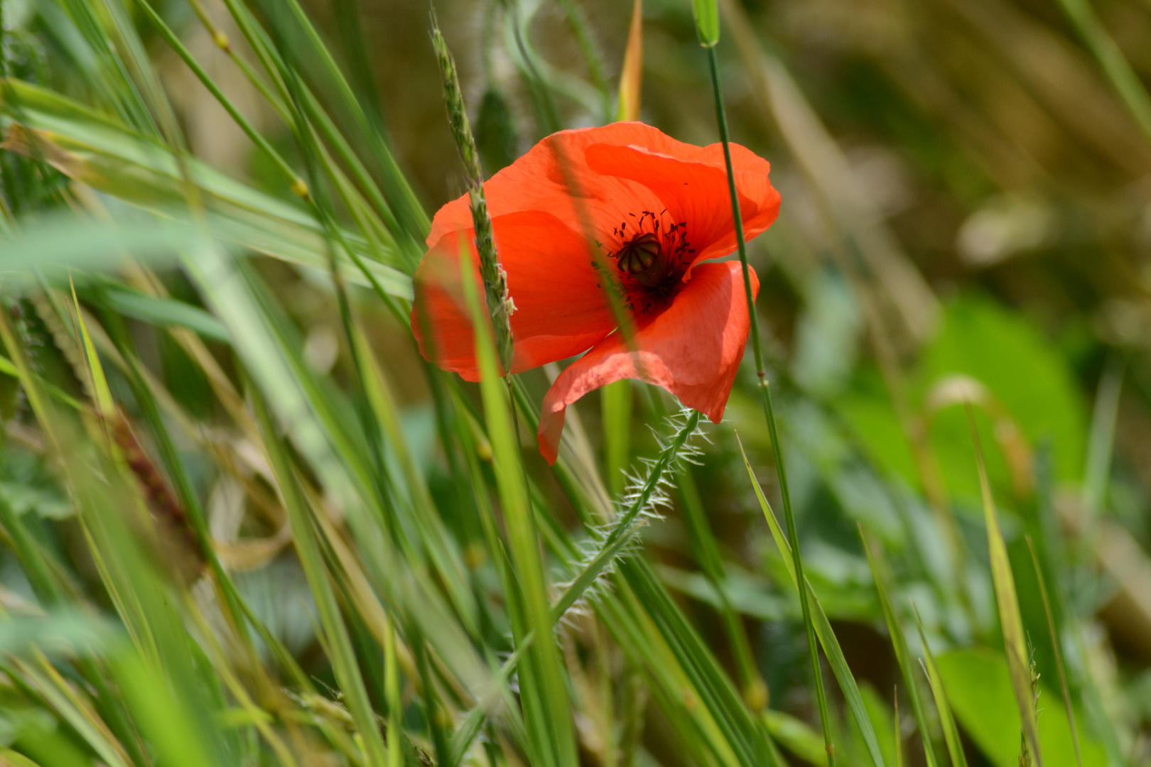 Klatschmohn zwischen Kornähren