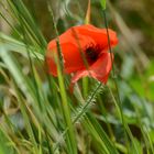 Klatschmohn zwischen Kornähren